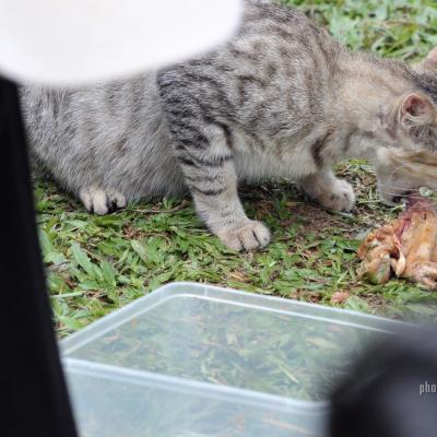 Picnic 064